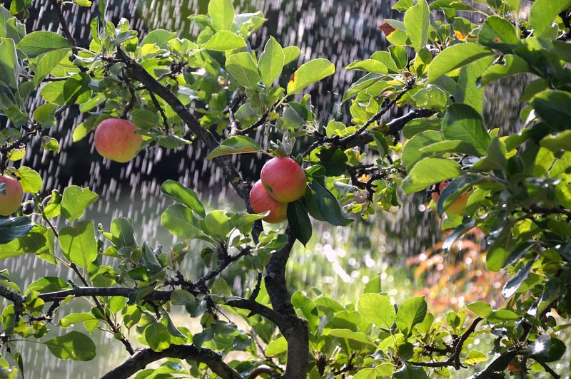 Homemade watering can